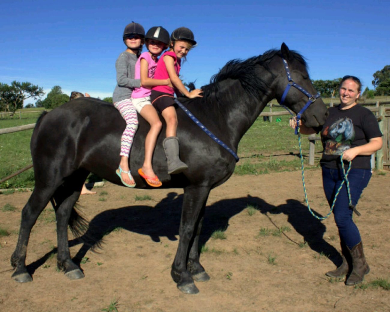 Visitez Magnifique cheval et conduite hongre frison à vendre !!! (Mâle)