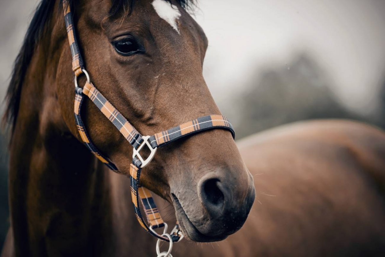 Visitez HORSILY : boutique physique et en ligne de matériel d'équitation