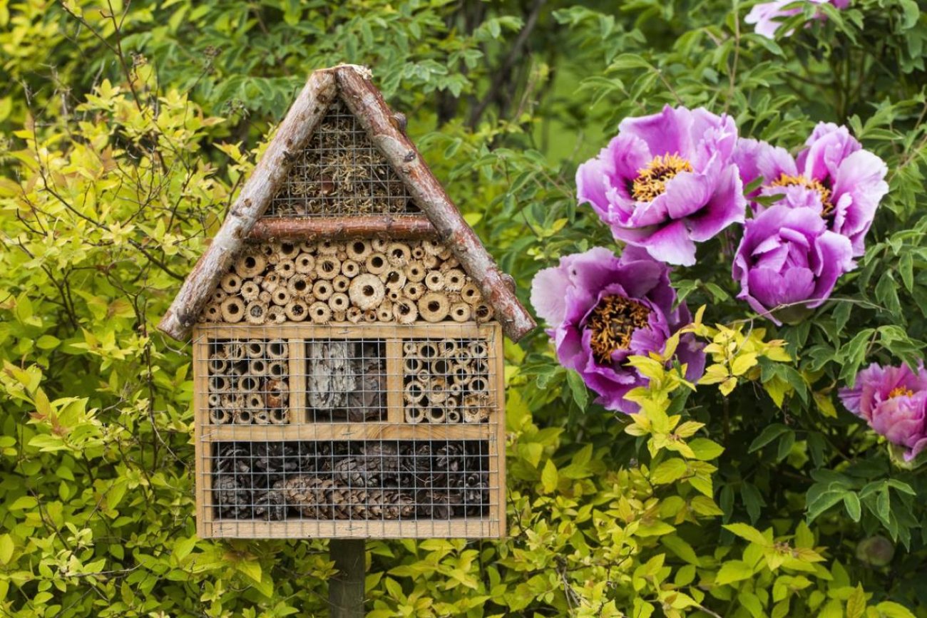 Visitez Hôtel à insectes : un site soucieux de la préservation de la biodiversité